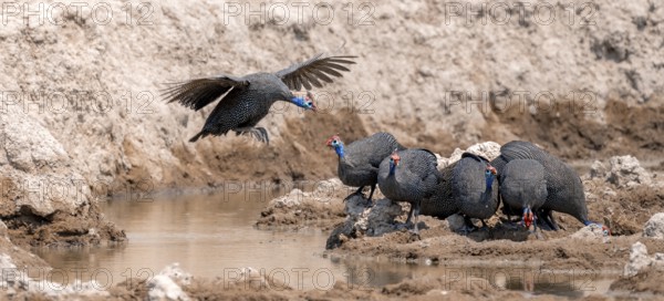 Helmeted guinea fowl (Numida meleagris), group at the waterhole, guinea fowl in flight, Nxai Pan National Park, Botswana Botswana