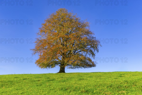 A majestic tree with autumnal foliage stands on a spacious meadow under a blue sky, copper beech (Fagus sylvatica) in autumn, Rieden am Forggensee, Ostallgäu, Allgäu, Swabia, Bavaria, Germany, Europe