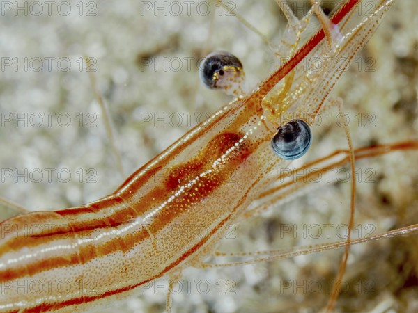 Close-up of a striped red-brown shrimp with striking eyes and fine details, unicorn shrimp (Plesionika narval) in the Mediterranean Sea near Hyères. Dive site Les Grottes, Giens peninsula, Provence Alpes Côte d'Azur, France, Europe