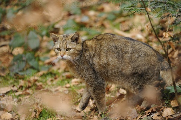 A wildcat moves carefully through the colourful autumn leaves in the forest, European wildcat (Felis silvestris), Bavarian Forest National Park