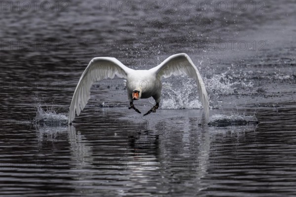 Flying swan just above water with energetic wing beat, Mute Swan, (cygnus olor), wildlife, Germany, Europe