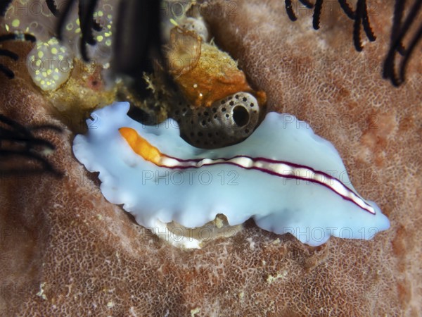 Turquoise-coloured racing stripe whirlpool worm (Pseudoceros bifurcus) with orange stripes on coral, Spice Reef dive site, Penyapangan, Bali, Indonesia, Asia