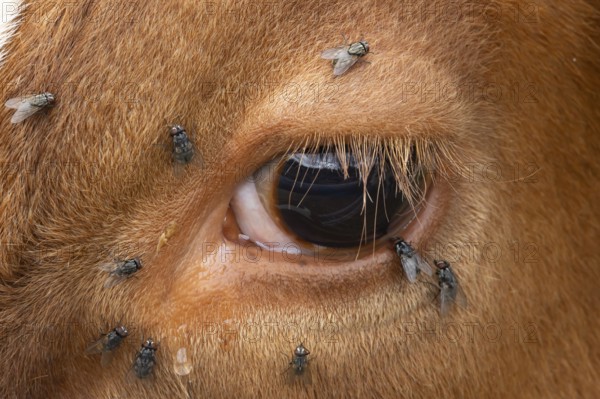 Domestic cattle or cow (Bos taurus) adult farm animal close up of its eye with flies around it, England, United Kingdom, Europe