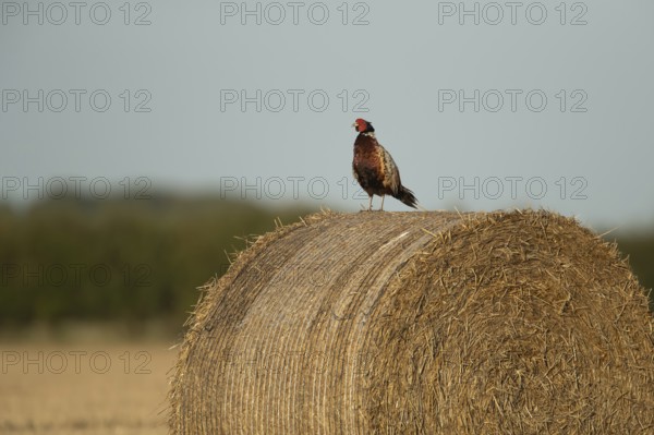 Common or Ringed-necked pheasant (Phasianus colchicus) adult male bird on a farmland straw bale, England, United Kingdom, Europe