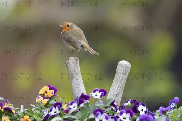 European robin (Erithacus rubecula) adult bird on a shears handle in garden plant pot with pansy flowers in spring, England, United Kingdom, Europe