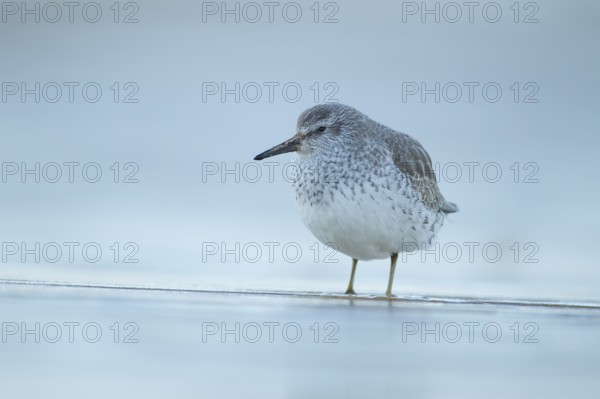Red knot (Calidris canutus) adult wading bird in winter plumage on a coast shoreline, England, United Kingdom, Europe