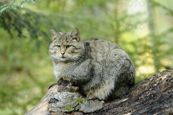 Wildcat sitting quietly on a tree trunk, surrounded by green nature, Wildcat (Felis silvestris), Bavarian Forest National Park