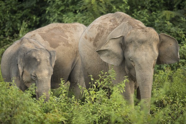 Indian elephants (Elephas maximus indicus), Khiri Khan, Hua Hin, Kui Buri National Park, Thailand, Asia