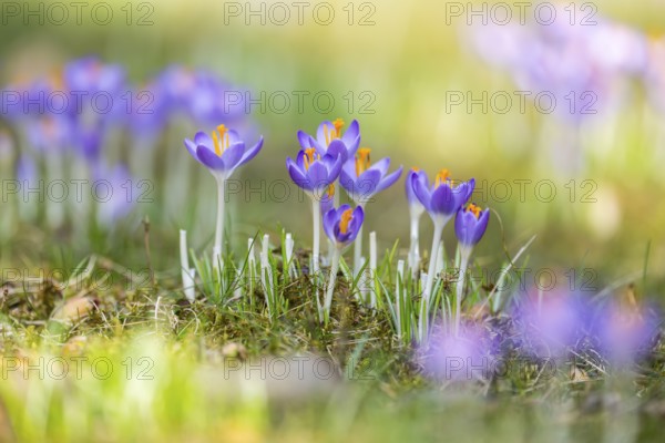 Flowering crocuses (Crocus) in the garden in springtime on a sunny day, Bavaria, Germany, Europe