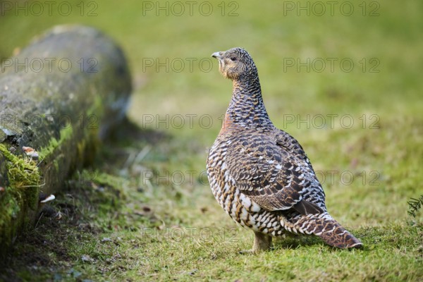 Western capercaillie (Tetrao urogallus) female (hen) standing on the ground at the edge of a foest, Bavaria, Germany, Europe