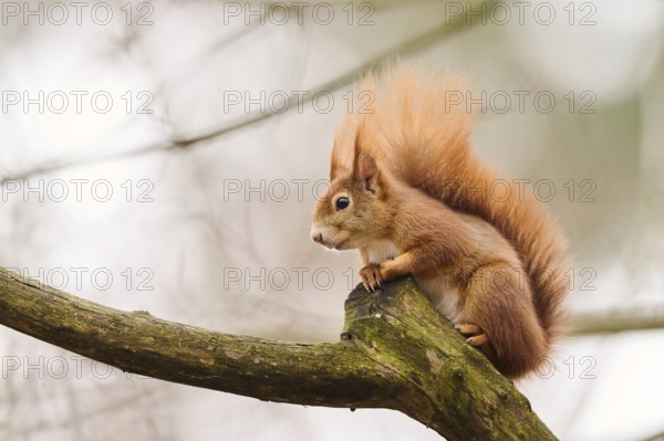 Red squirrel (Sciurus vulgaris) on a tree, Bavaria, Gernany