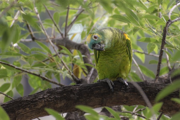 Free-living blue-fronted amazon (Amazona aestiva) in a public park in Buenos Aires, Argentina, South America