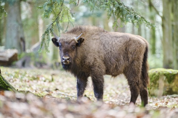 European bison (Bison bonasus) youngster in a forest in spring, Bavarian Forest, Germany, Europe