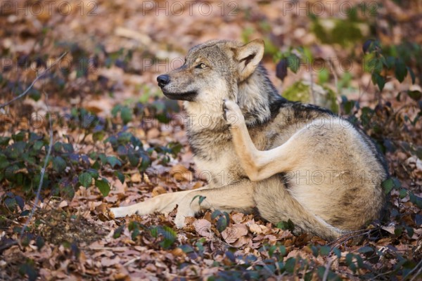 Close-up of a Eurasian wolf (Canis lupus lupus) in a forest in spring, Bavarian Forest National Park, Germany, Europe