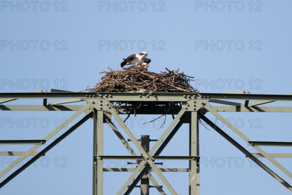 Pair of ospreys, Müritz region, Mecklenburg-Vorpommern, Germany, Europe