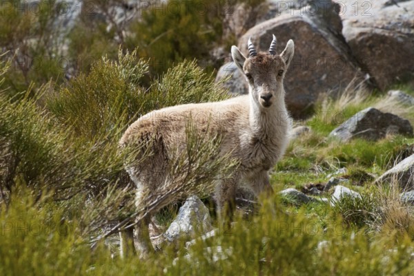 A young ibex stands in a mountainous landscape surrounded by rocks and greenery, Gredos ibex (Capra pyrenaica victoriae), spanish ibex (Capra pyrenaica), Iberian ibex, Reserva national de Gredos, Sierra de Gredos, Ávila, Avila, Madrid, Spain, Europe