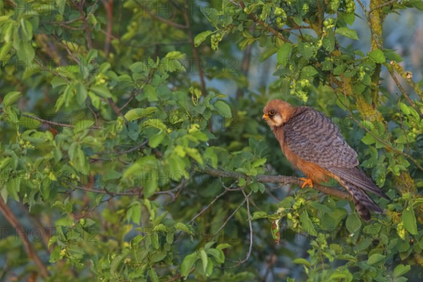 Red-footed Falcon, (Falco vespertinu), perching station, falcon family, Tower Hide, Tiszaalpár, Kiskunsági National Park, Bács-Kiskun, Hungary, Europe