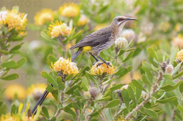 Cape sugarbird (Promerops cafer), Harold Porter National Botanical Gardens, Betty's Bay, Western Cape, South Africa, Africa