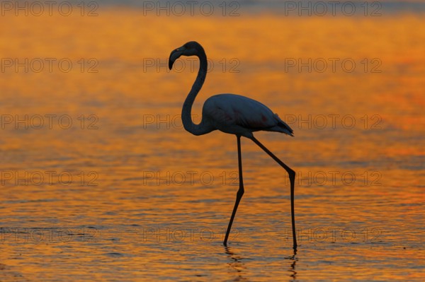 Greater flamingo (Phoenicopterus roseus), sunset, backlight, East Khawr / Khawr Ad Dahariz, Salalah, Dhofar, Oman, Asia