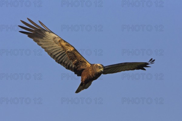Western marsh-harrier (Circus aeruginosus), Hides de El Taray / Raptor Hide, Villafranca de los Caballeros, Castilla La Mancha / Toledo, Spain, Europe