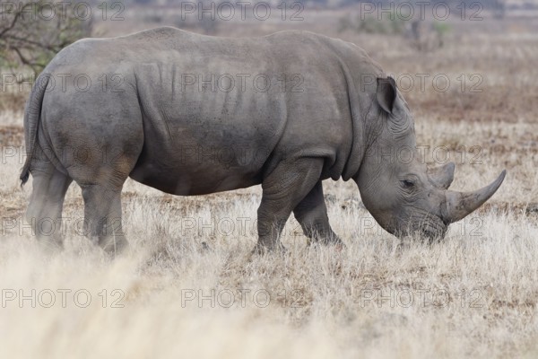 Southern white rhinoceros (Ceratotherium simum simum), adult male feeding on dry grass, foraging, Kruger National Park, South Africa, Africa