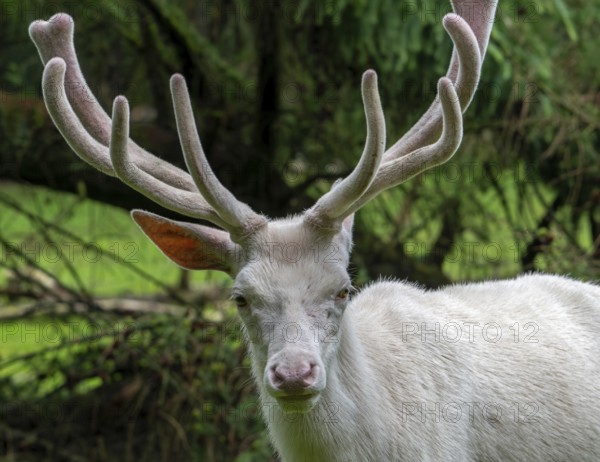 Leucistic red deer (Cervus elaphus) stag, white morph at forest edge with antlers covered in velvet in late spring