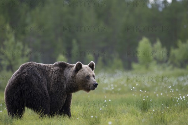 Brown bear (Ursus arctos) in the Finnish taiga, Kuusamo, Finland, Europe