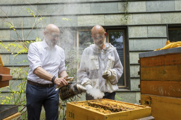 Jens Ardelt and State Secretary Thomas Kralinski hiving a beehive. Since the beginning of 2023, 500, 000 new employees have been working in the Saxon Ministry of Labour: Eight bee colonies have been busily collecting nectar for honey ever since. Beekeeper Rico Heinzig (MyHoney GmbH from Meißen) has been known throughout Germany since his legal dispute with satirist Jan Böhmermann. MyHoney currently looks after over 200 bee colonies. In 2022, the organic beekeeping business received the international London Money Award in Gold, beekeeper at the Saxon Ministry of Labour, Dresden, Saxony, Germany, Europe