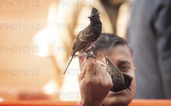 Hajo, India. 15 January 2024. Bird owners hold red-vented bulbuls before fighting during a traditional bird fighting game on the occasion of Magh Bihu or Bhogali Bihu at Hayagrib Madhab temple