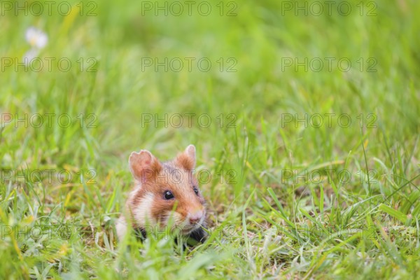 A European hamster (Cricetus cricetus), Eurasian hamster, black-bellied hamster or common hamster, leaves his den