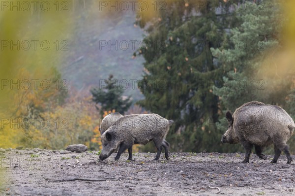 A group of wild boar or wild pig (Sus scrofa), walking over an opening in early morning light, searching for food, with an autumnal colored forest in the background and framed with colourful leafes