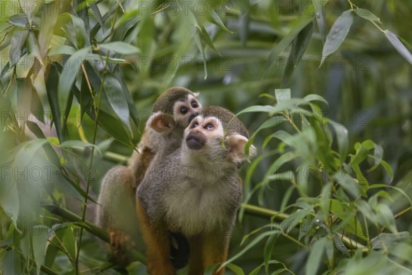 One female Central American squirrel monkey, Saimiri oerstedii, carrying her baby. Green vegetation around