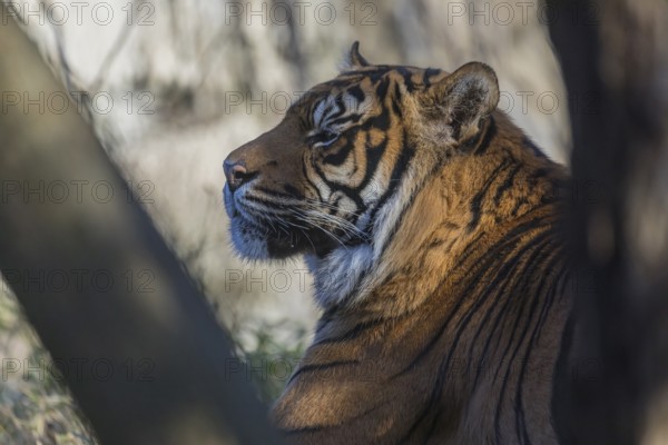 One Sumatran tiger (Panthera tigris sondaica, syn. Panthera tigris sumatrae) resting in dense vegetation