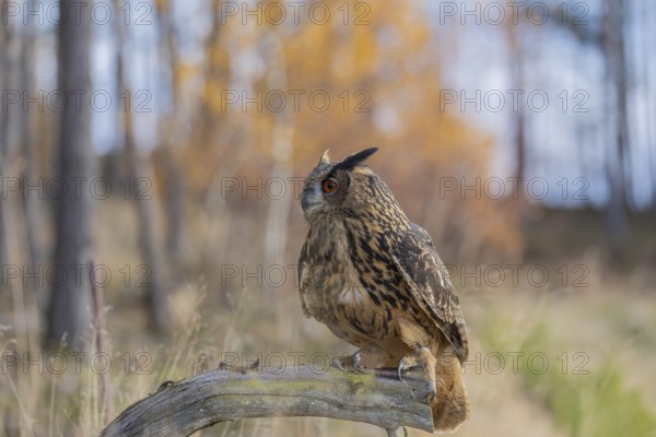 One Eurasian Eagle Owl, Bubo bubo, sitting on a root of a dead tree. A forest in fall foliage in the background