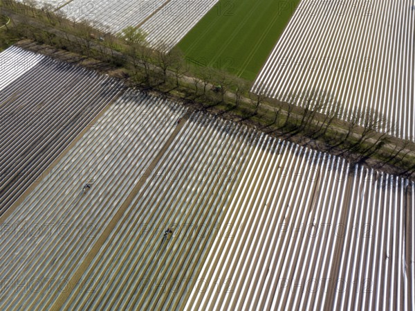 Wesel, North Rhine-Westphalia, Germany, Harvest workers from Eastern Europe harvest the first asparagus of the season in a field, Europe