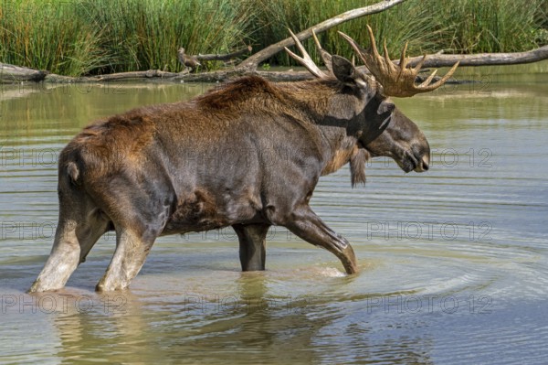 Moose, elk (Alces alces) close-up portrait of bull, male with fully developed antlers crossing water of pond in autumn, native to Scandinavia