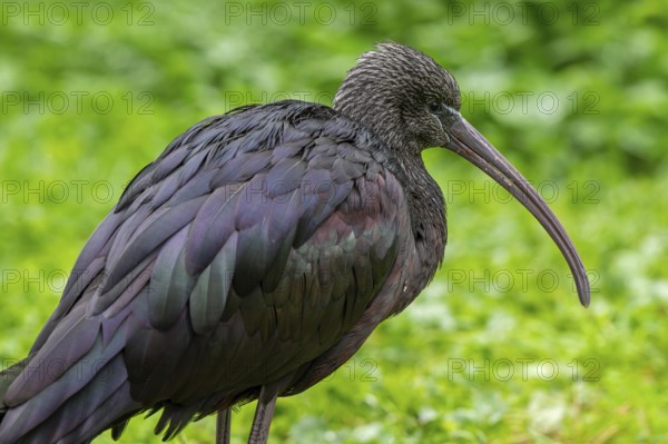 Glossy ibis (Plegadis falcinellus) in non-breeding plumage in autumn, fall