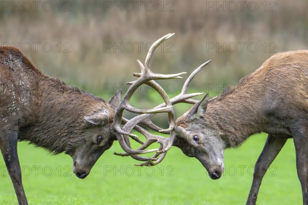 Close-up of two rutting red deer (Cervus elaphus) stags fighting by locking antlers during fierce mating battle in grassland during the rut in autumn