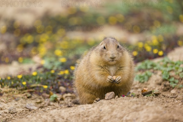 A black-tailed prairie dog (Cynomys ludovicianus) sits upright on sandy ground, observing the surrounding. Some yellow flowers are in the background