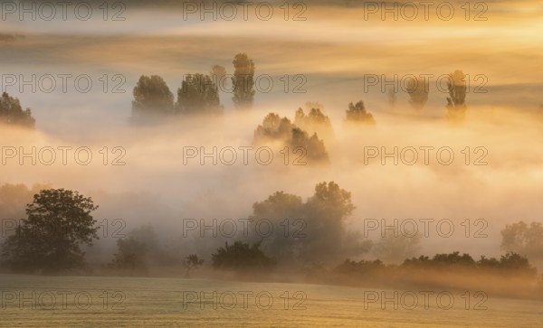 Morning fog at sunrise shines in the first light, trees rise out of the fog, Unstruttal, Freyburg (Unstrut), Saxony-Anhalt, Germany, Europe