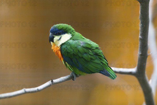 Orange-breasted Fig Parrot (Cyclopsitta gulielmitertii), adult male bird perched on a branch, captive, Germany, Europe