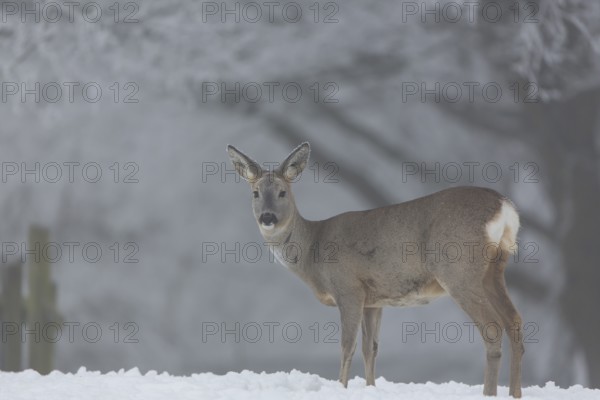 One female Roe Deer, (Capreolus capreolus), walking over a snowy meadow. Snow covered trees in the background