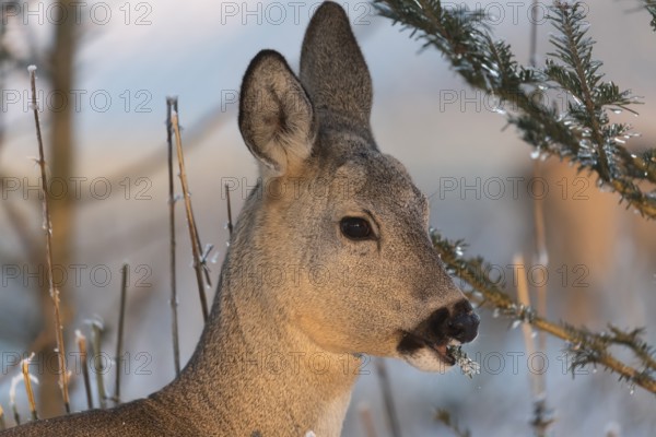 Roe deer between fir trees with hoar frost on the ground at minus 15 °C. Feeding on the needles