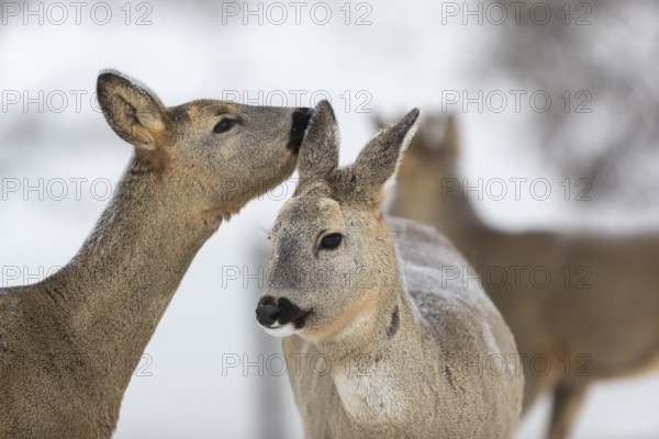 Roe deer grooming each other. White background