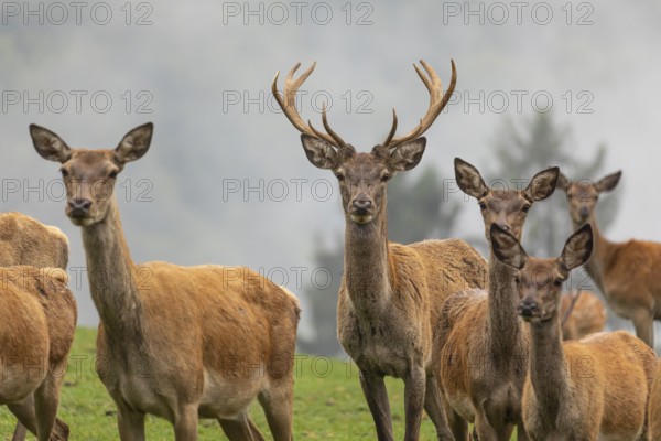 A herd of red deer (Cervus elaphus) standing on a meadow, with dense fog in the background