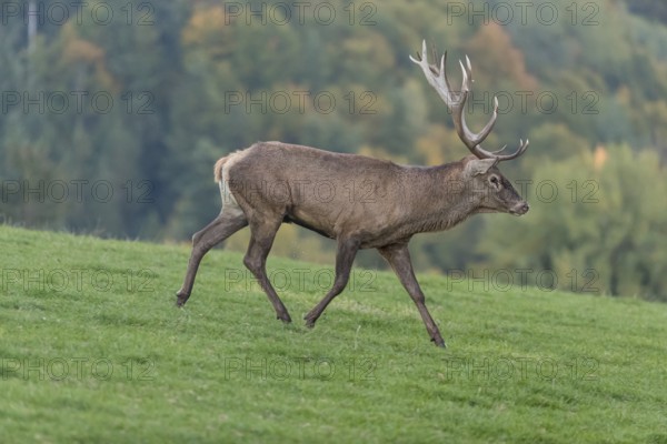 One Red Deer stag (Cervus elaphus) at the rutting season, walking over a meadow, calling. A forest in fall foliage and dense fog in the background