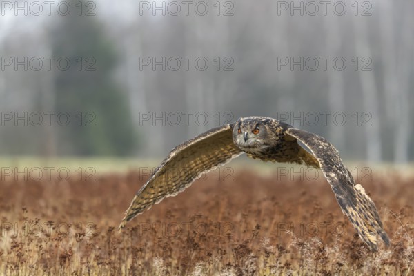 One male Eurasian Eagle Owl, Bubo bubo, flying over a meadow. Slight fog around. A forest in the background