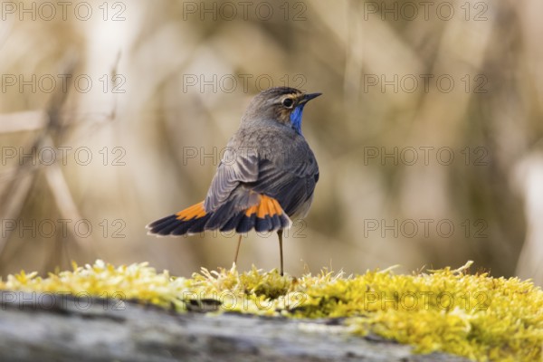 Bluethroat (Luscinia svecica cyanecula), adult male, displaying in its breeding territory, by flickering its tail feathers, Hesse, Germany, Europe