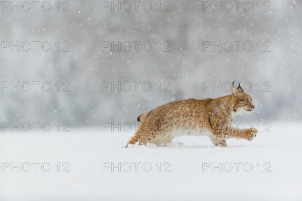 One young male Eurasian lynx, (Lynx lynx), running over a deep snow covered meadow in with a forest in the background