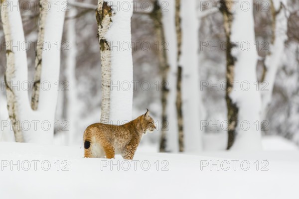 One young male Eurasian lynx, (Lynx lynx), walking over a deep snow covered meadow with a forest in the background